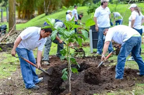 Reforestation in the Amazon rainforest